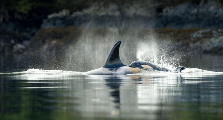 orca whales surfacing