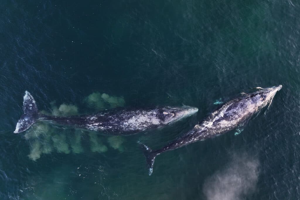 After months of relying on their fat reserves, the herring spawn offers grey whales welcome relief as they journey north. Photo credit: Ian McAllister
