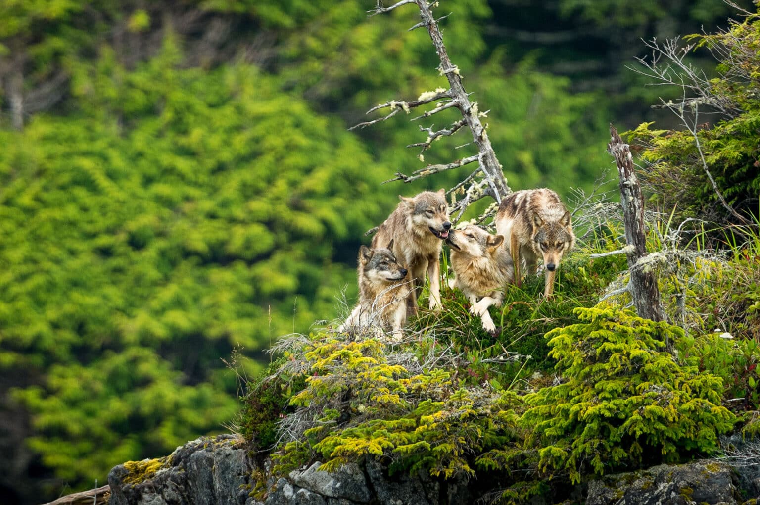 Wolf pack together on rocky hilltop