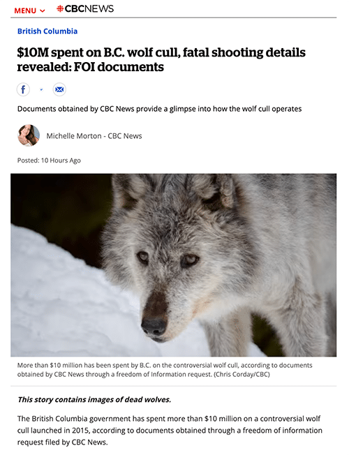 Image of CBC story: $10M spent on B.C. wolf cull, fatal shooting details revealed: FOI documents