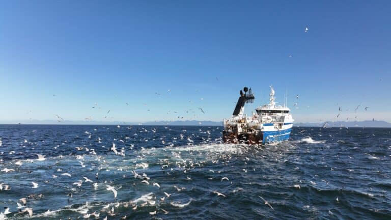 trawler vessel with seagulls following