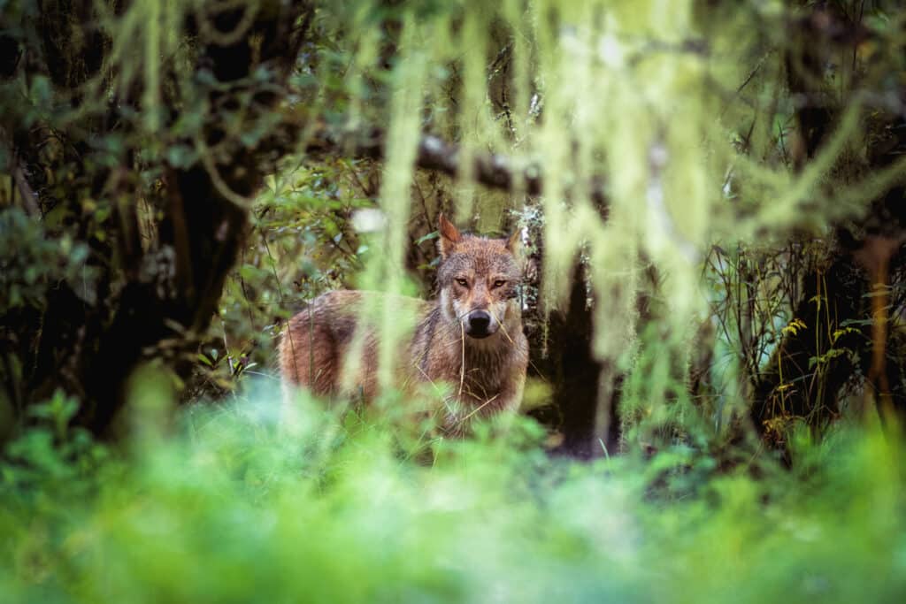 Wolf peering through forest