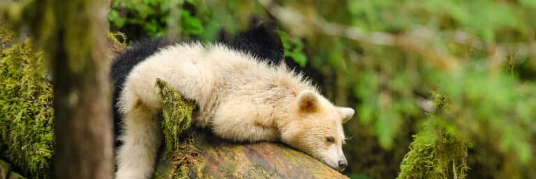 baby spirit bear and black bear cubs