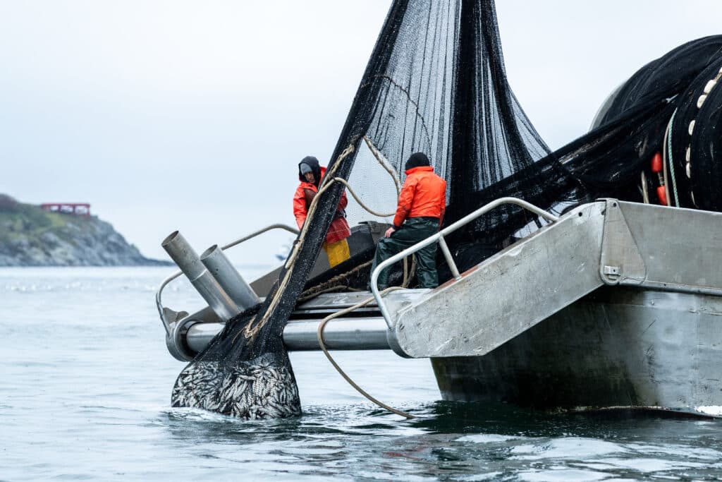 herring fishery