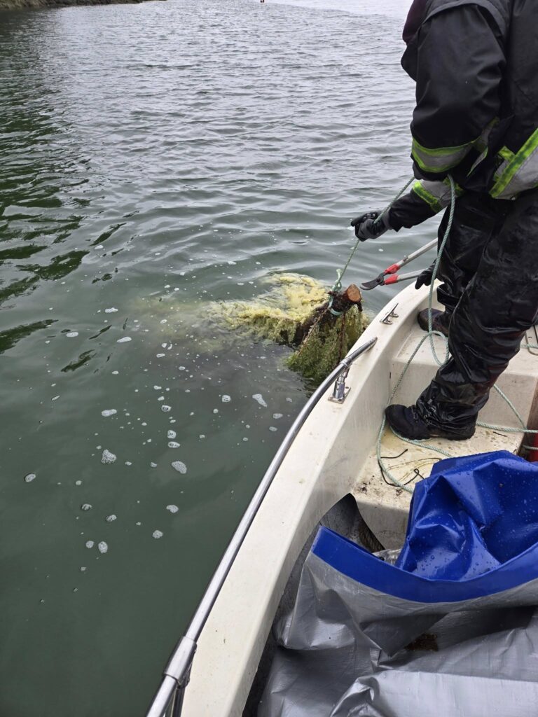 Fishers pull hemlock boughs covered in herring roe out of the water in Dollie's Cove near Gold River. Photo by Jimmy Johnson