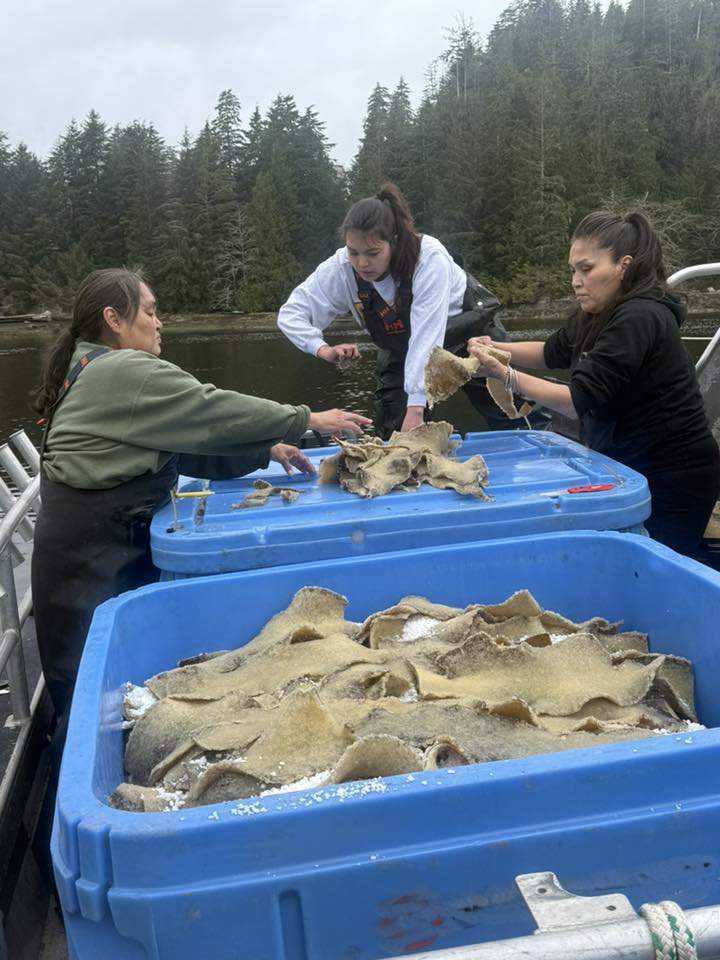 Marsha, Yvonne, and Shakayla of Ahousaht pack herring roe covered kelp in bins to brine them and ready them for transport to a processing facility. Photo by Thomas Paul