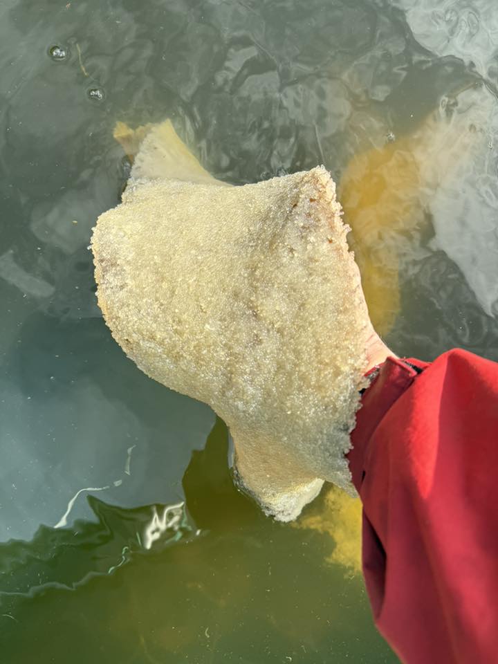Spawn-on-kelp in Ahousaht. Photo by Thomas Paul