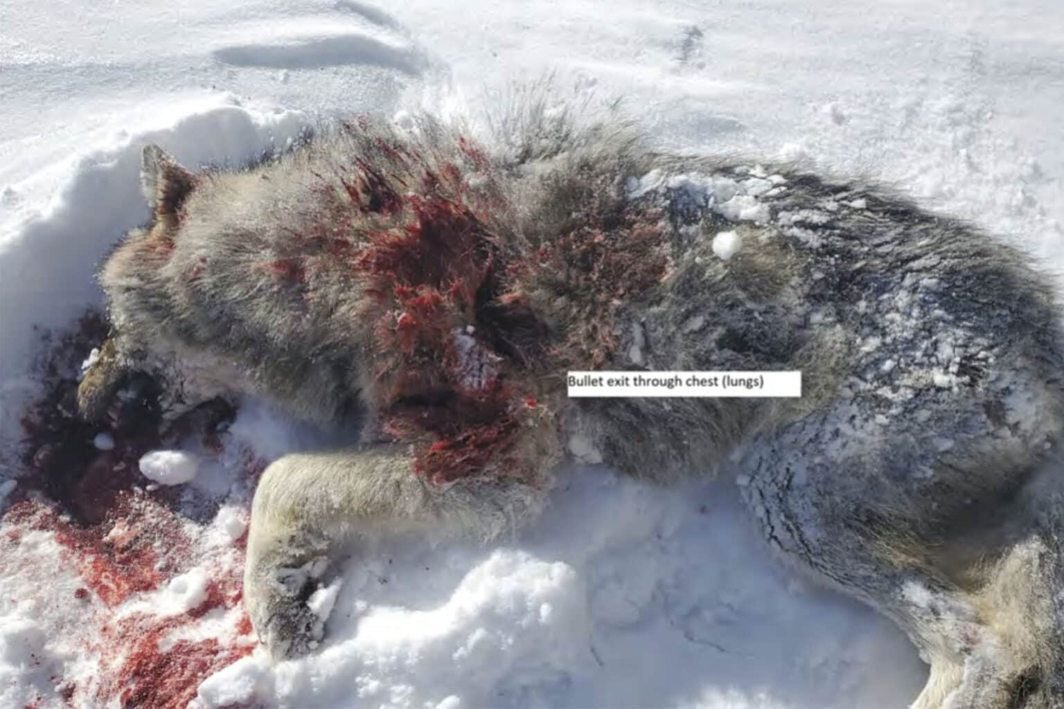 A wolf which has been gunned down in British Columbia by government contractors likely after having been chased to exhaustion through the deep snow by the contractors in their helicopter. Radio collars, net guns, trail cameras, bait piles and semi-automatic rifles are just a few of the tools and techniques these contractors use to find and kill hundreds of wild B.C. wolves each year in the name of caribou recovery. 
Source: Freedom of Information Request
