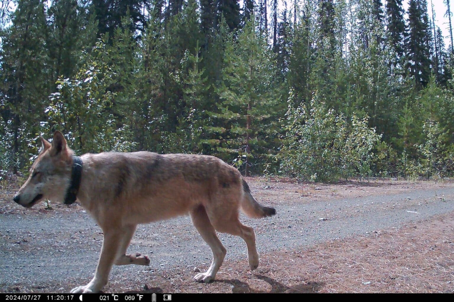 This young male wolf, nicknamed "Mahlasxwit" (Bringing a Message), was caught on wildlife camera in central British Columbia in the summer of 2024. The radio collar this wolf is wearing indicates that it is likely a "Judas" wolf; collared by government contractors the previous winter and set free again so that snipers could track the radio signal to the rest of the pack and eliminate them the following winter. 
Source: Anonymous