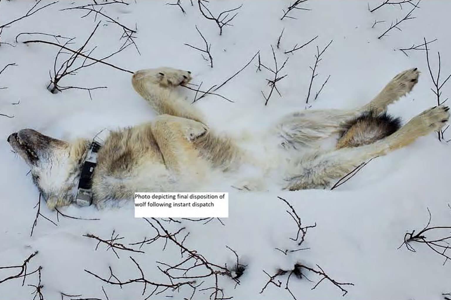 This wolf was found asphyxiating to death in Alberta because of a radio collar from the B.C. wolf cull which had become too tight after the wolf grew. Radio collars are used by government contractors in the caribou recovery program to track wolves back to their dens, so contractors can locate and kill the whole pack more easily. Sometimes these collared “Judas wolves” will be left collared for multiple years, in case they form new packs to target after their original families have been killed.