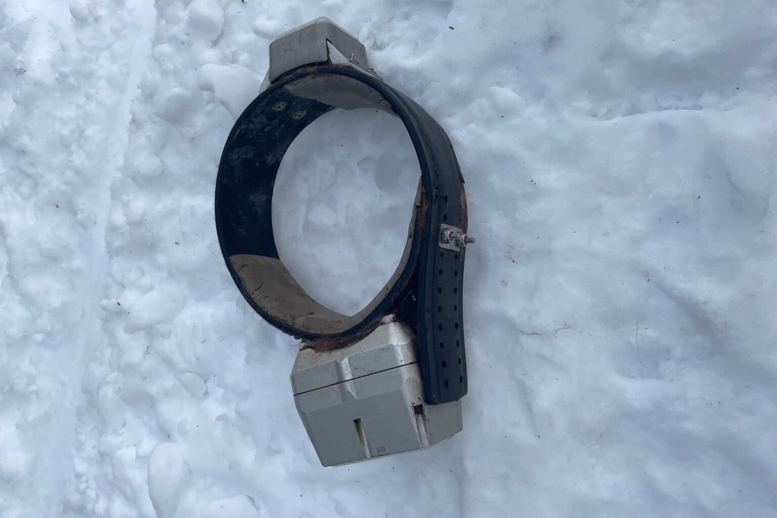 This radio collar was found asphyxiating a wolf in Alberta. The identification number on the radio collar traced its origin back to  the B.C. wolf cull. Radio collars are used by government contractors in the caribou recovery program to track wolves back to their dens, so contractors can locate and kill the whole pack more easily. Sometimes these collared “Judas wolves” will be left collared for multiple years, in case they form new packs to target after their original families have been killed.