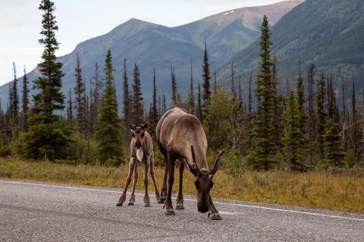 A cariboo family crosses the road in the Rockies close to the provincial border between B.C. and Alberta. Woodland caribou populations are endangered in several parts of western Canada due to habitat loss, and wolves are culled in both provinces under the banner of caribou recovery. 
Caribou are not primary prey for wolves, but they will hunt them if they get the chance and increased roads and clear cuts make it easier for wolves to hunt, and harder for caribou to hide. Blocking roads and trails with debris is one highly effective, non-lethal way to reduce wolf and caribou encounters by up to 85%. 
Photo source: Envato, wirestock