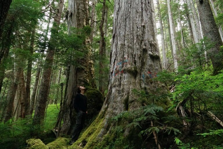 Cutblock TA1375 image by Joshua Wright