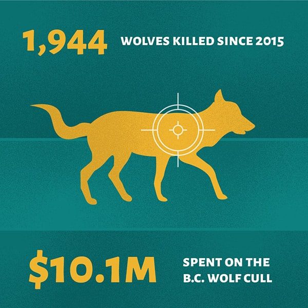 graphic of wolf, 1944 wolves killed at a cost of over $10 million dollars.