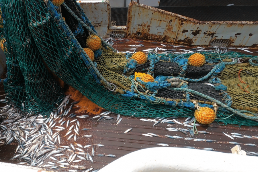Trawl Herring Bycatch
