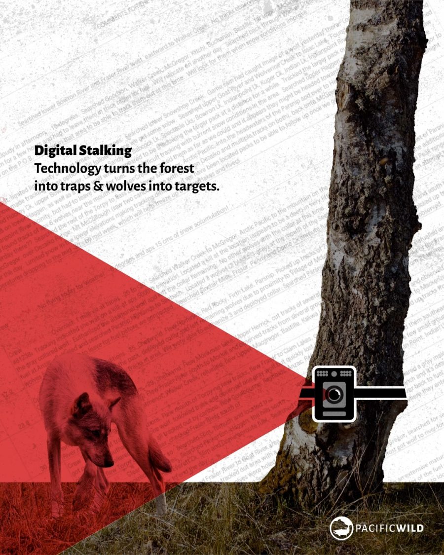 Wolf_FOI_Game_Cameras_Carousel_Image
