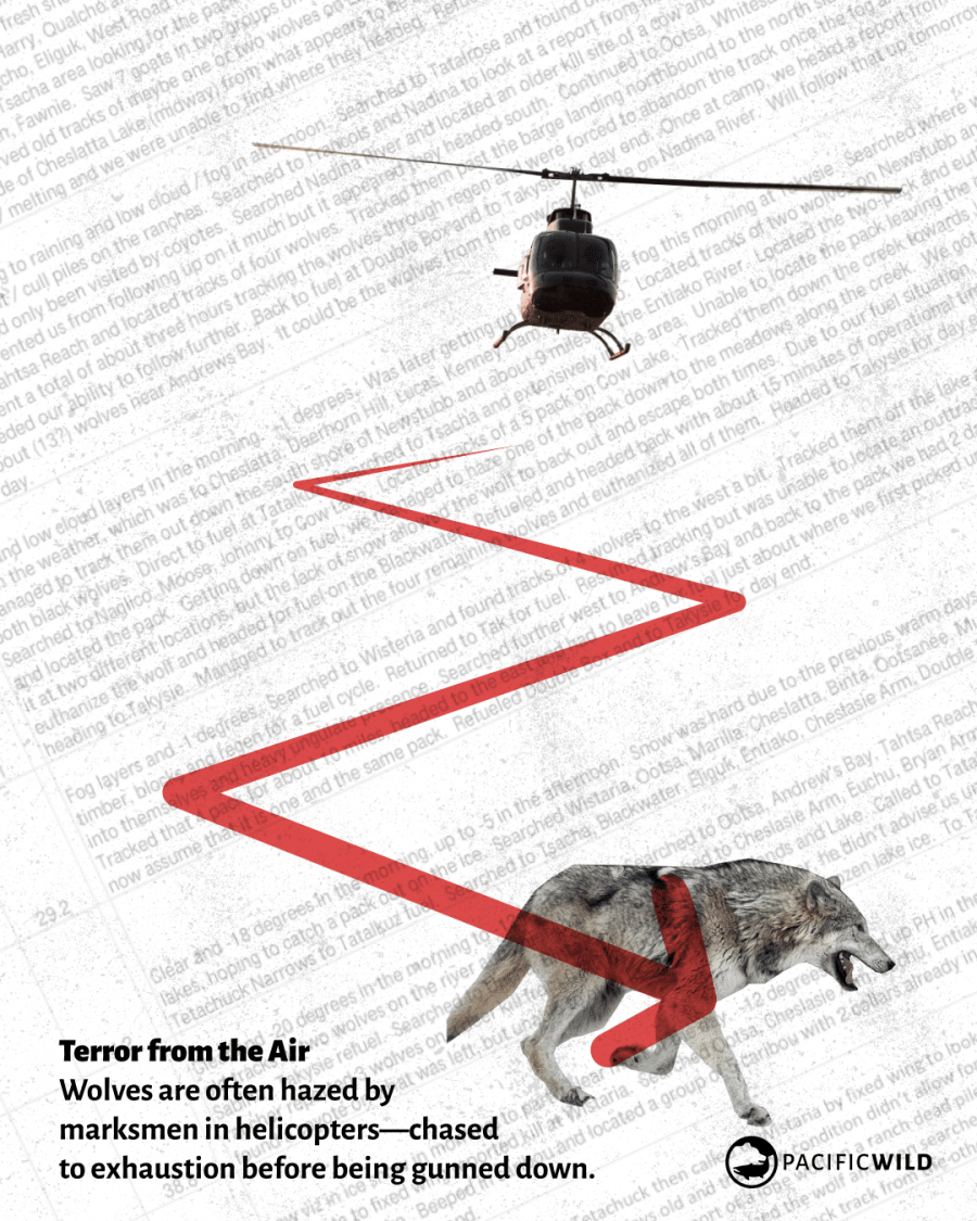Wolf_FOI_Hazing_Carousel_Image