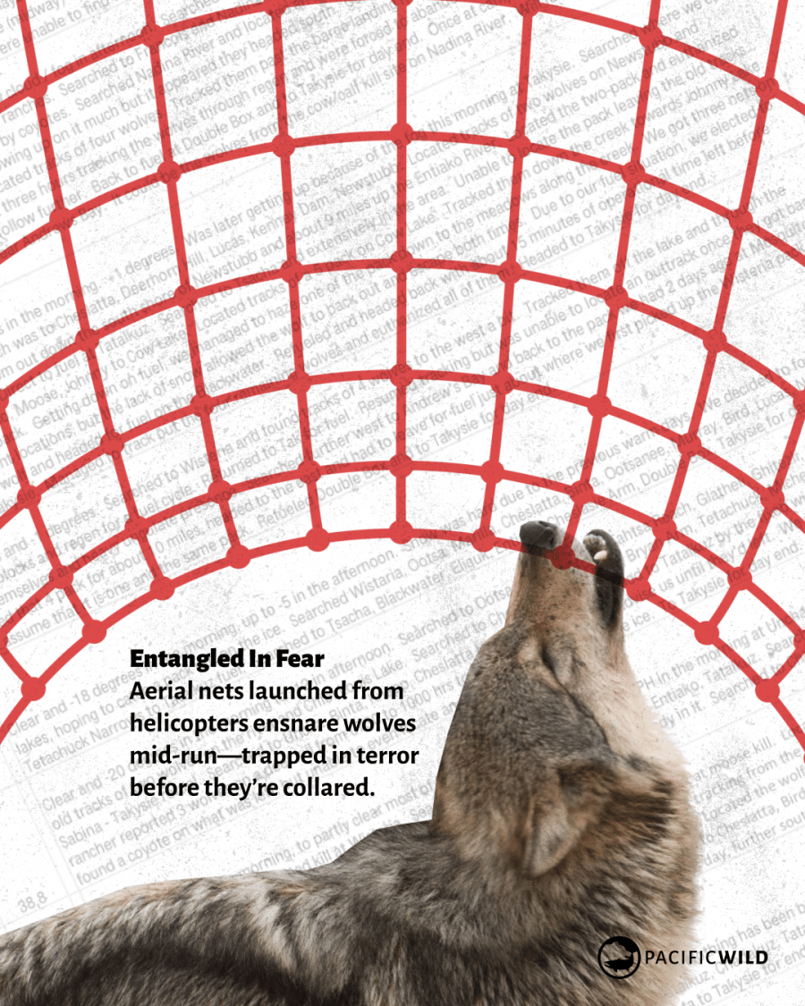 Wolf_FOI_Net_Gunning_Image