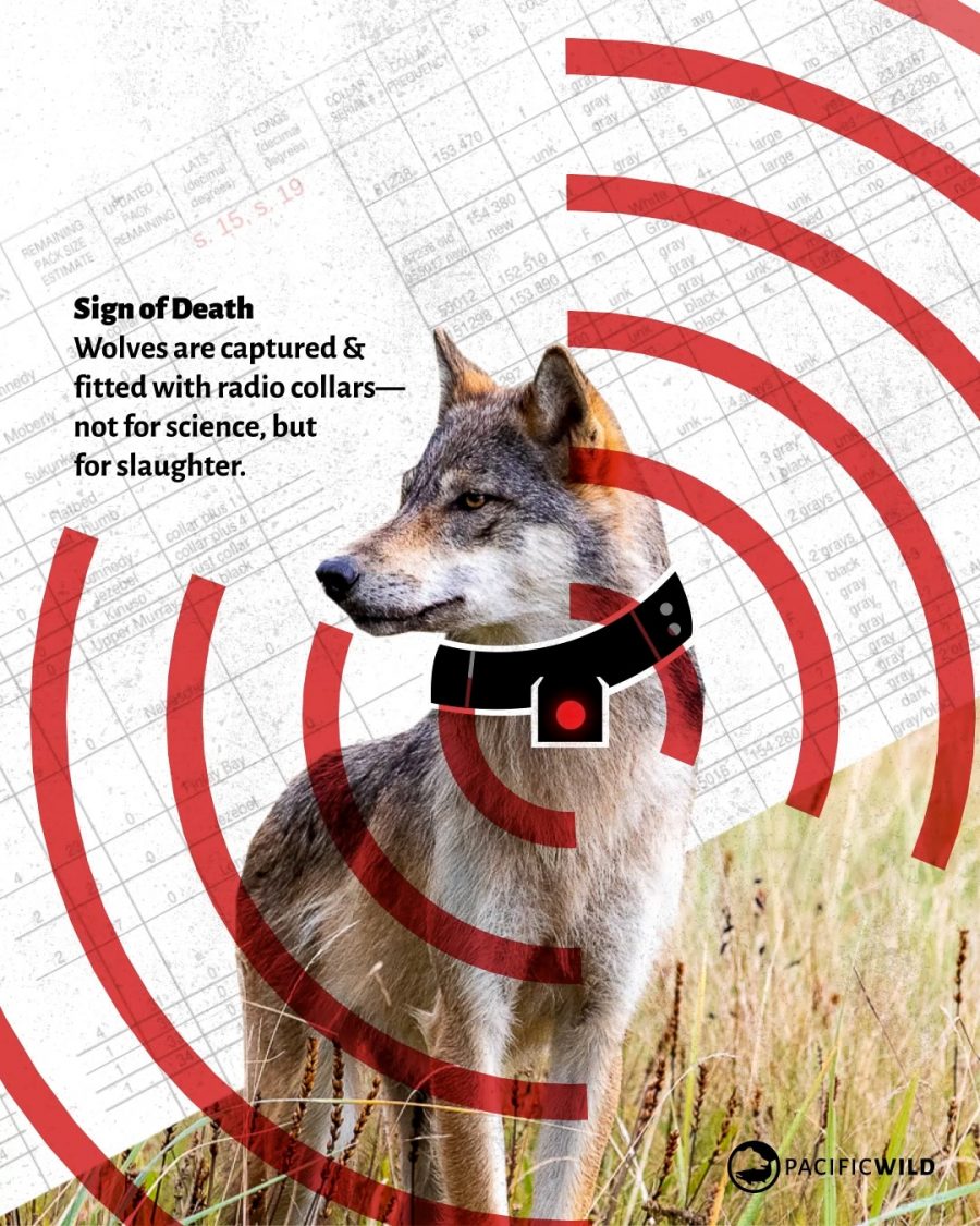 Wolf_FOI_Radio_Collars_Image